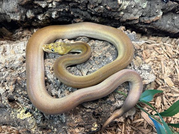 Phantom Goldenchild Reticulated Python (Male)