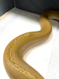 Orange Glow Motley Golden Child Reticulated Python (7 Foot Male)