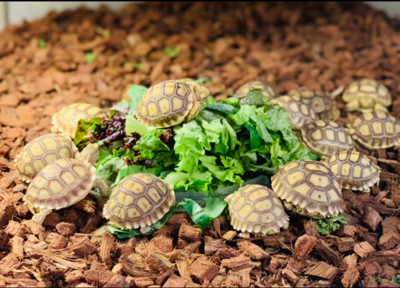 Sulcata Tortoises (CB Baby’s)