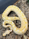 Banana Pastel Enchi Poss OD Ball Python (Male)