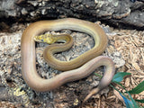 Phantom Goldenchild Reticulated Python (Male)