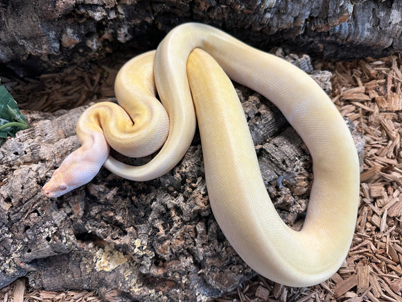 Albino Green Granite Burmese Python (Male)