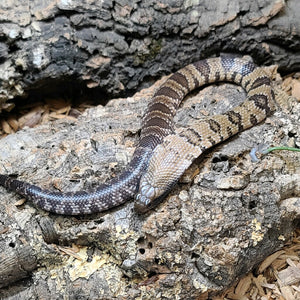 UK Hypo 50% Het Lavender False Water Cobra (Female)