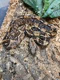 Hypo IMG Pink Panther Het VPI Poss Het Anery (Male)
