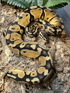 Pastel Ball Python (Female)
