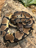 Scaless Pos Het Pied Ball Python (Male)