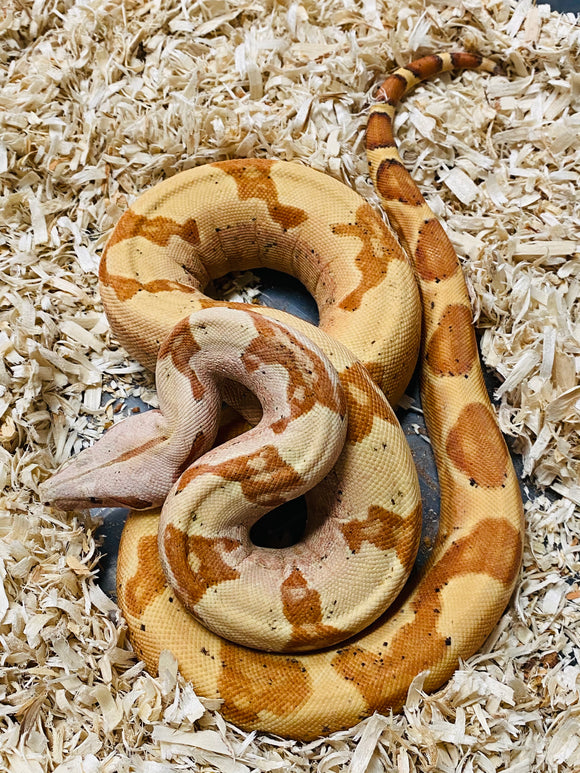 Red Panther Sunglow Boa (4 foot Female)