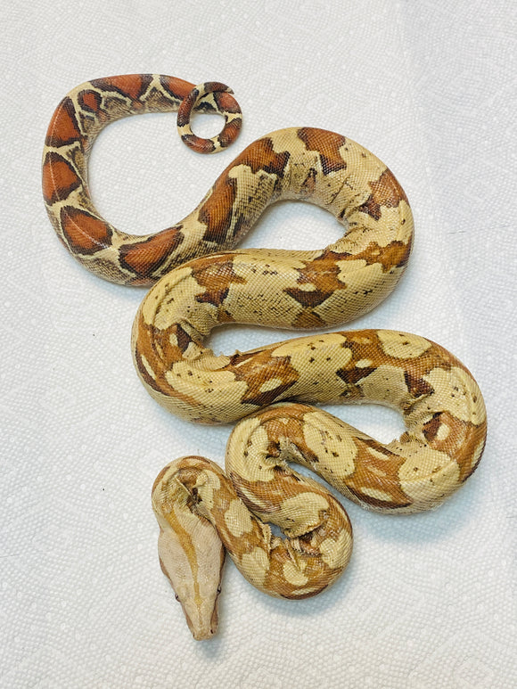 Red Panther VPI Boa (3 1/2 Foot Female)