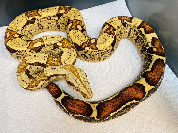 VPI Pink Panther 66% Het Anery Boa (Almost 4 Foot Female)