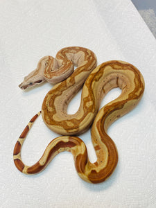 Red Panther Hypo Jungle Het VPI (3 foot male)
