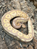 Banana Cinnamon Ball Python (Male)